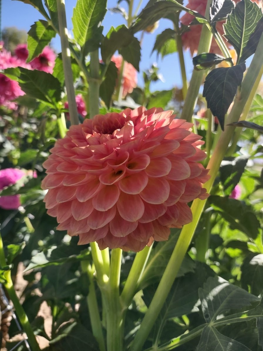 20TH Ave Softer Peach-Tuber