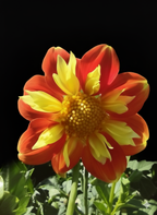 (B) Pooh ( Collarette)- 4 Inch Pot Tuber