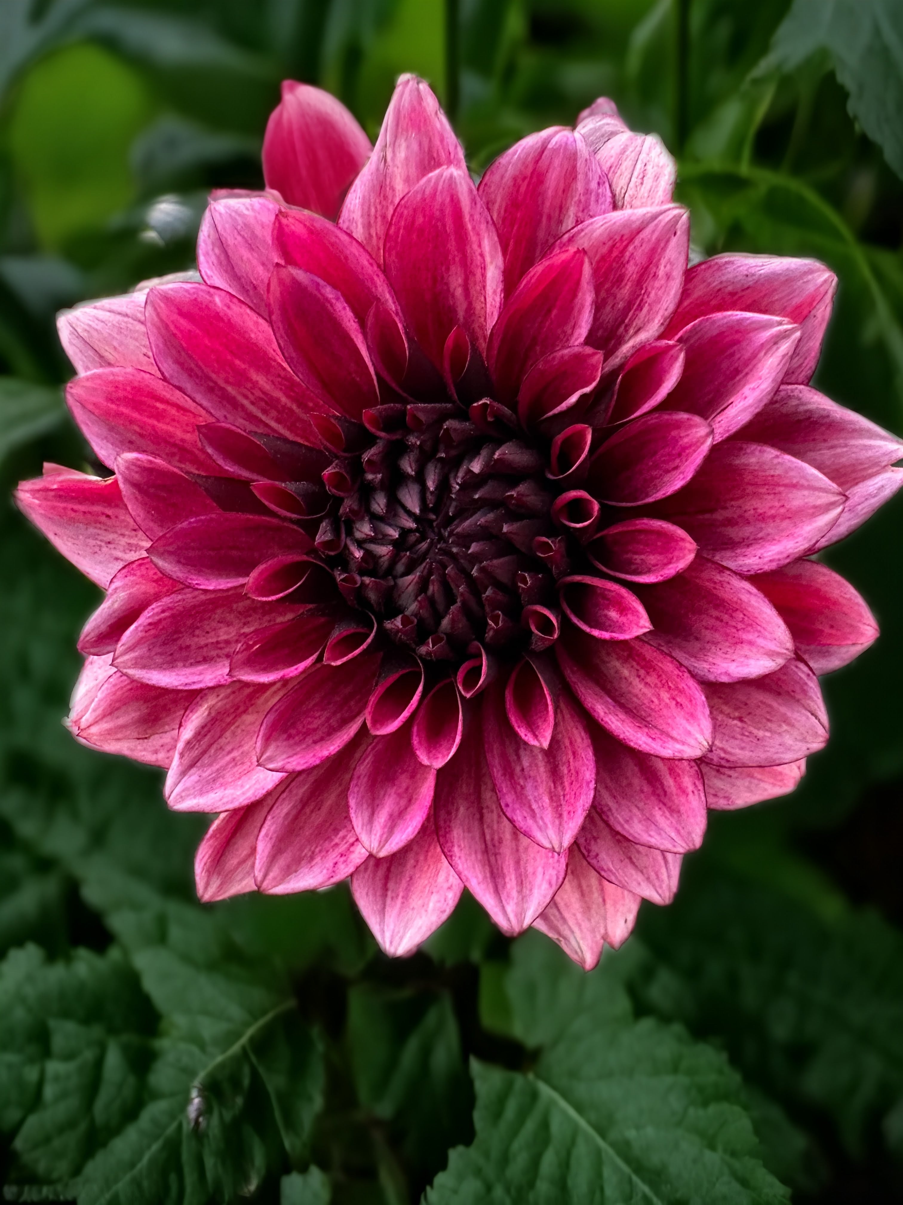 Dahlia 2