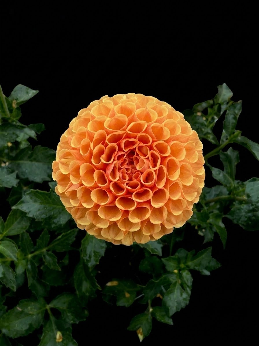Amber Queen-Tuber