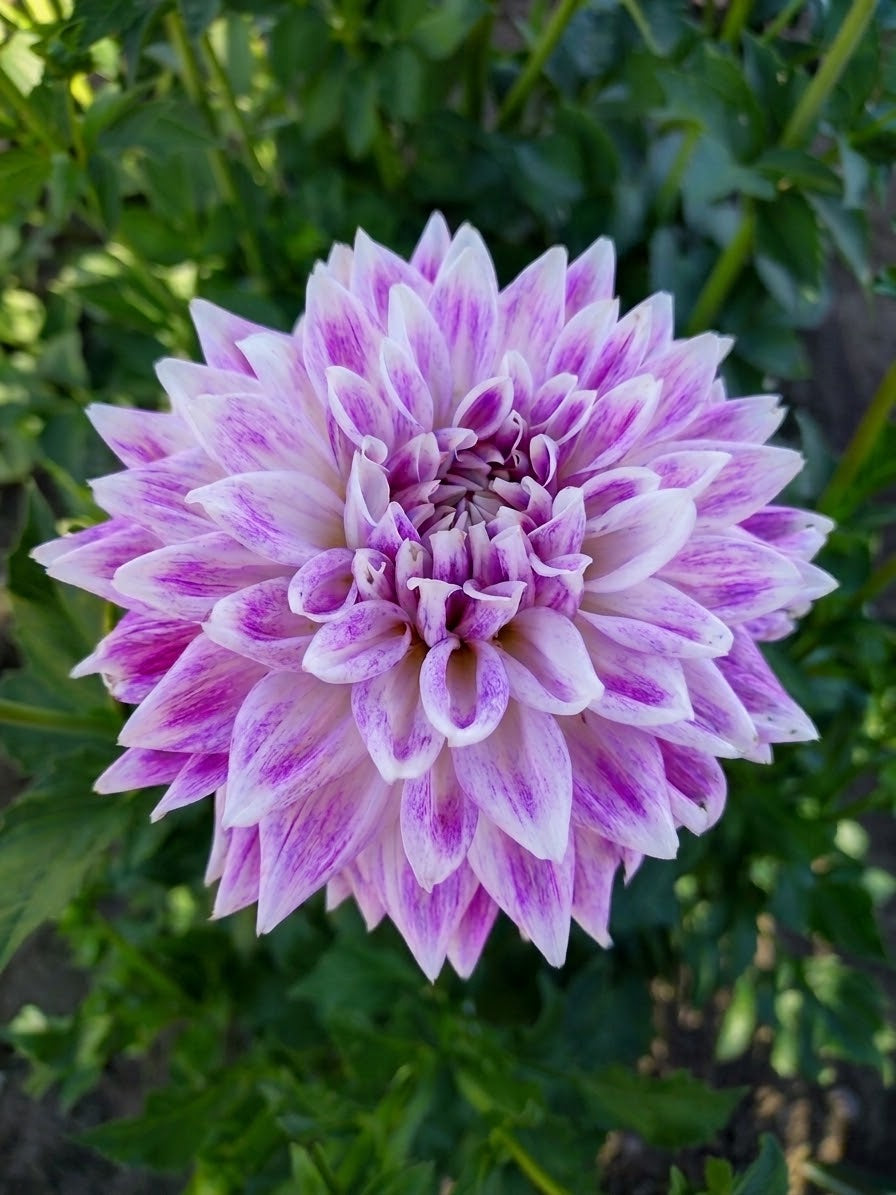 BJ'S Dusty Rose-Tuber
