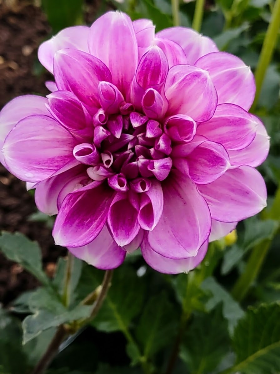 Blackberry Ice-Tuber
