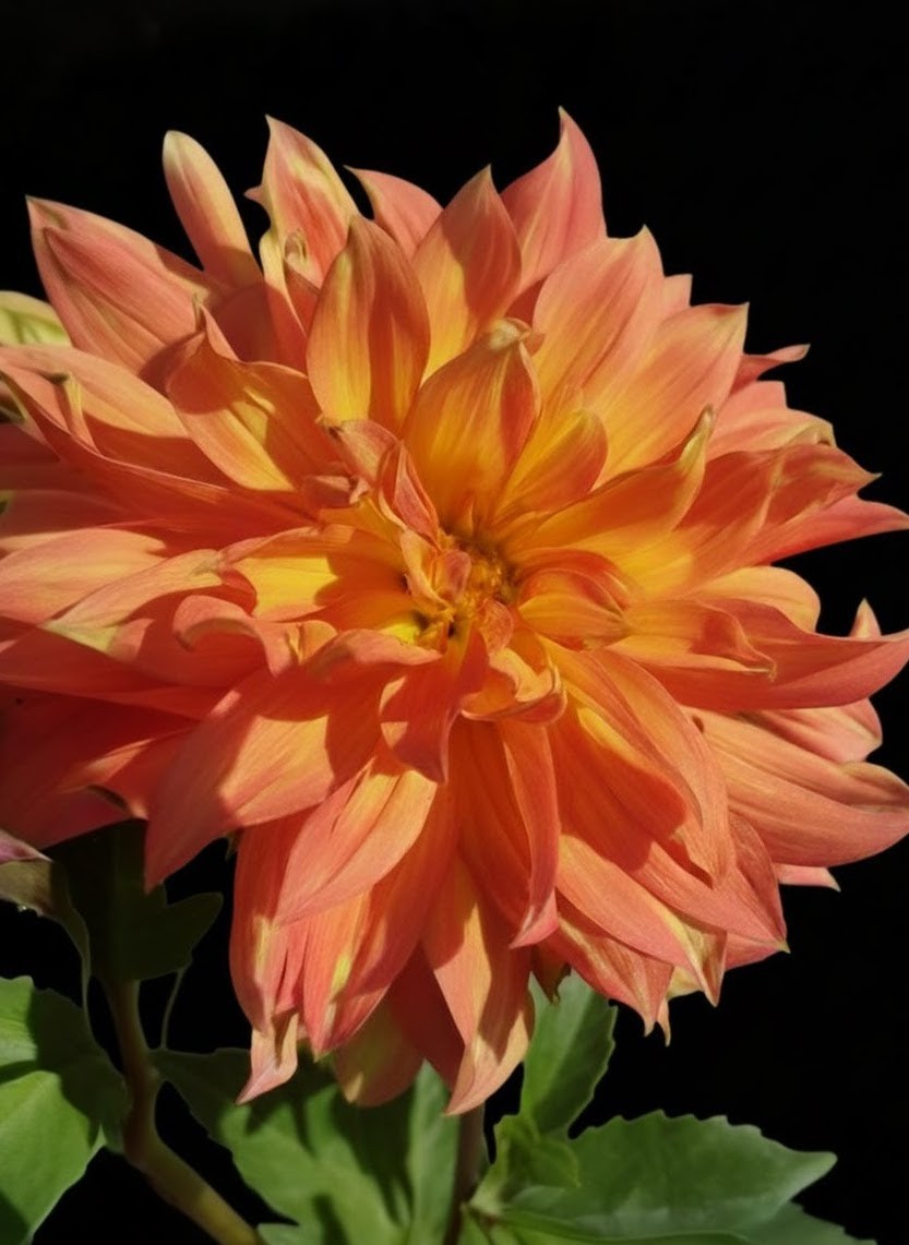Bloomquist Orion - 4 Inch Pot Tuber