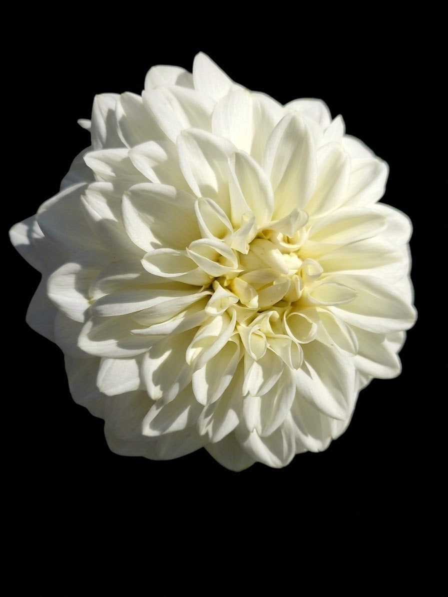 Boom Boom White