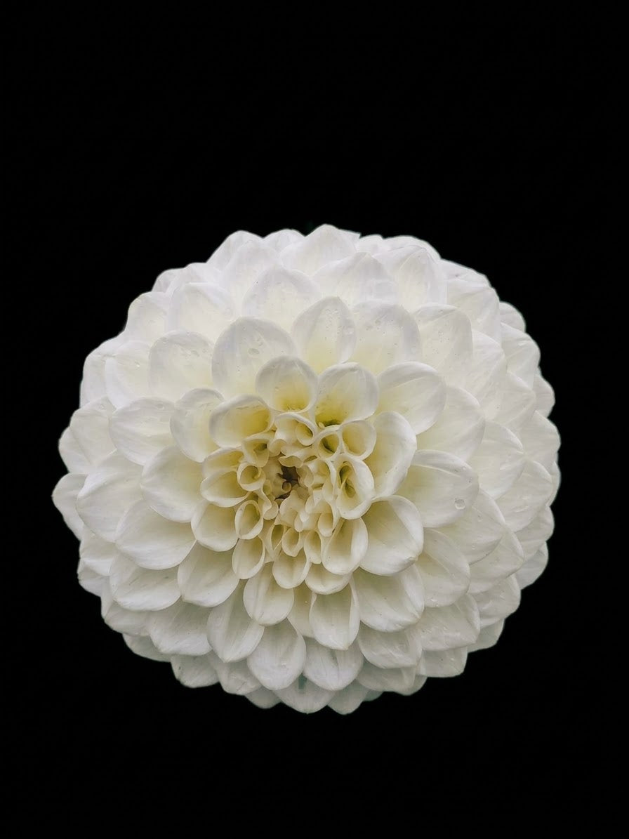 Brookside Snowball-Tuber