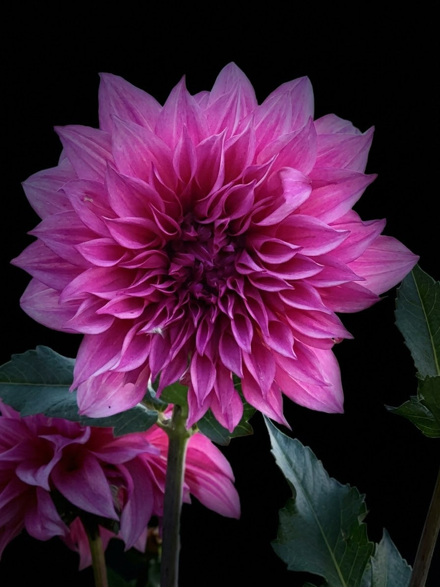 Cafe AU Lait Rose-Tuber
