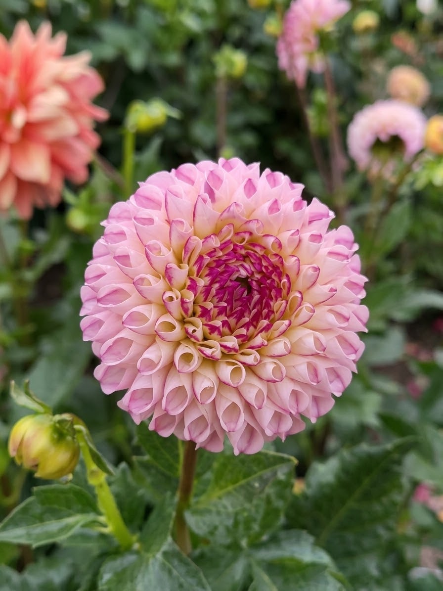 Chimacum Davi-Tuber