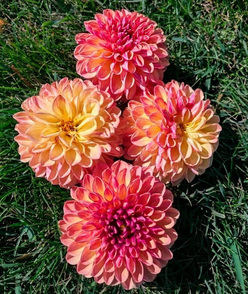 Coseytown Bounty -Tuber-Will send May 13th if bought before then