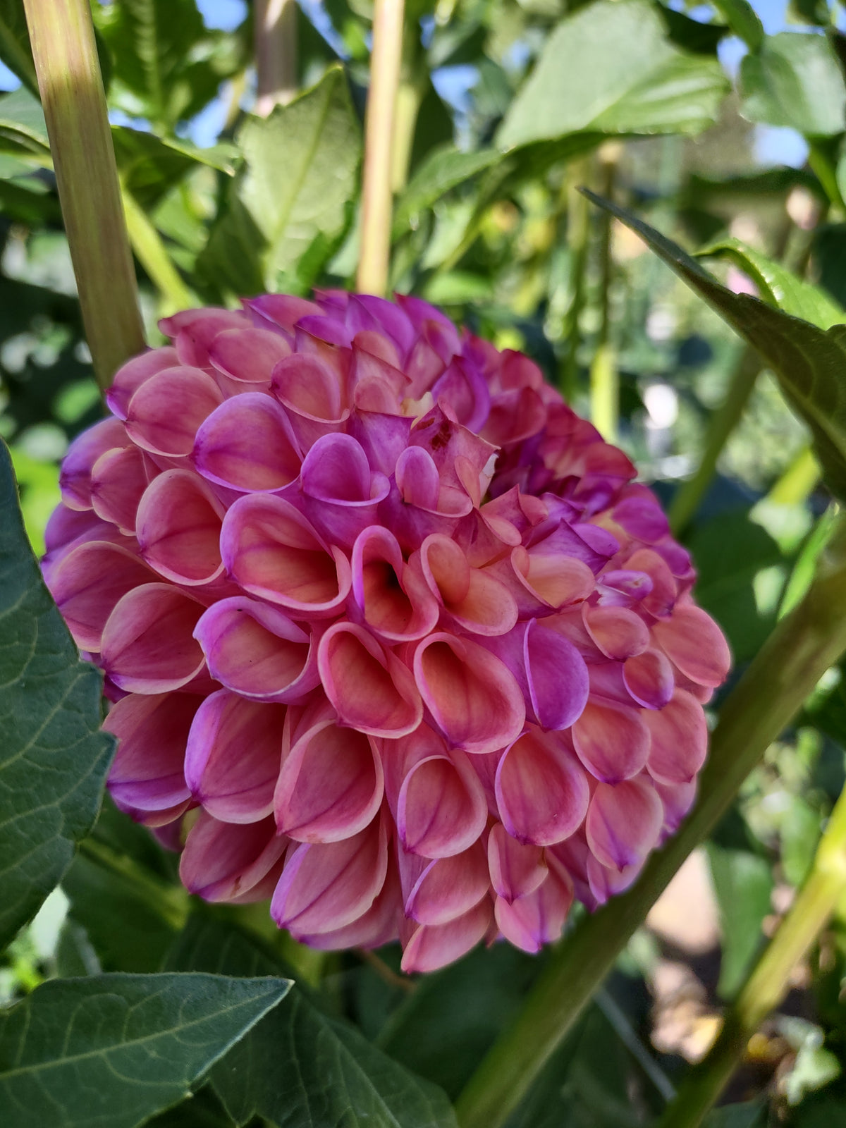 Hapet Coppery-Tuber