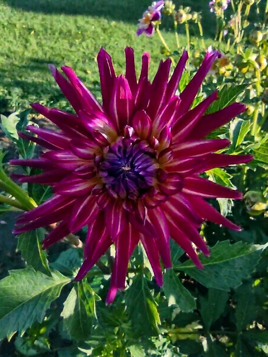 Hollyhill Starburst-Tuber