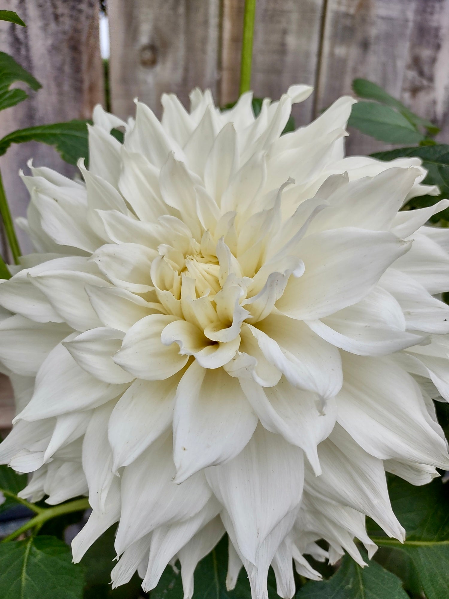 Dahlia 1