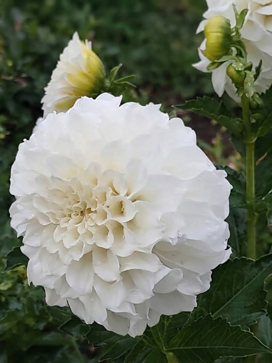 Irish Ruffles-Tuber