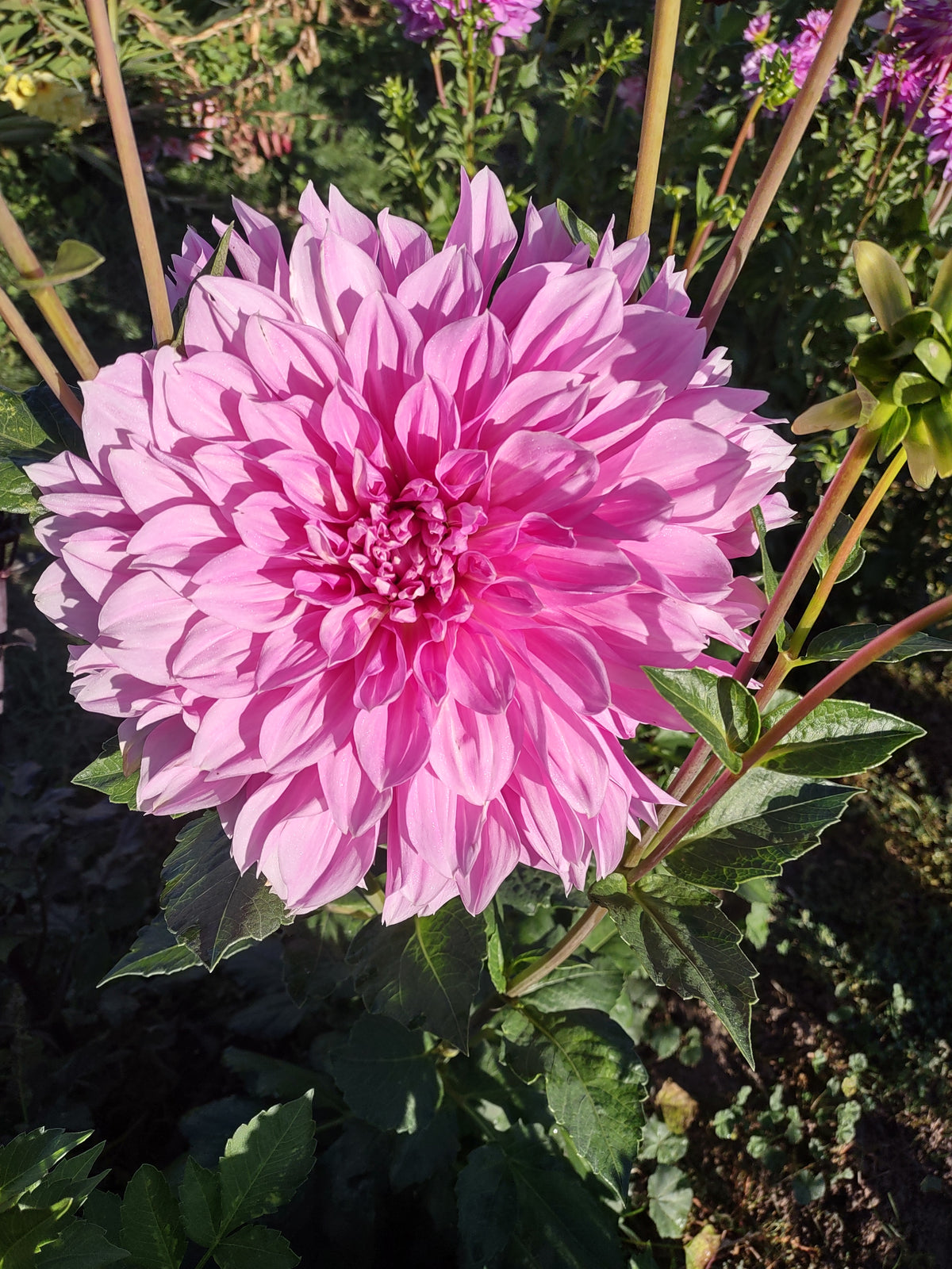 Lavender Perfection-Tuber