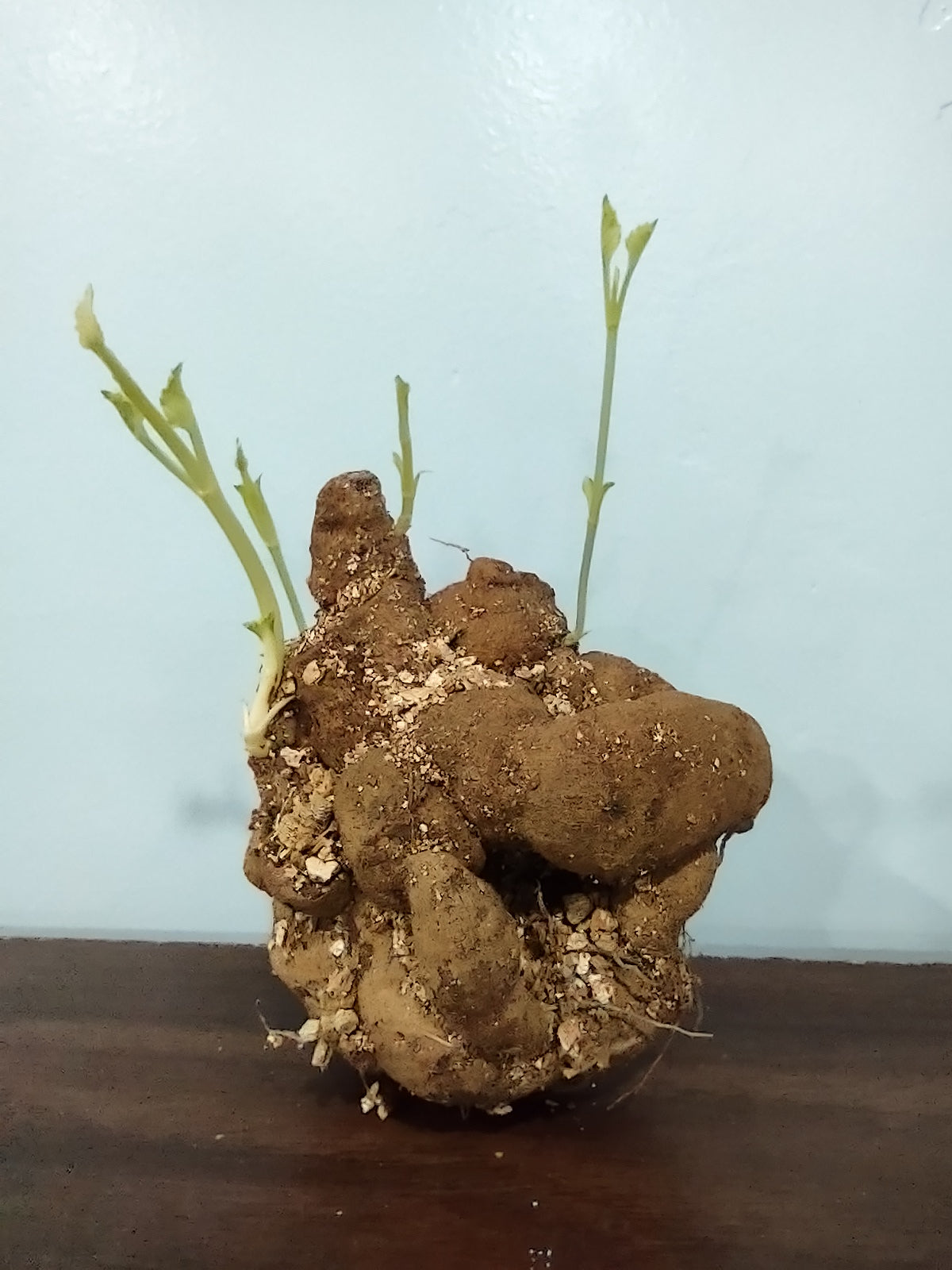 (B) Polventon Supreme- 4 inch pot tuber