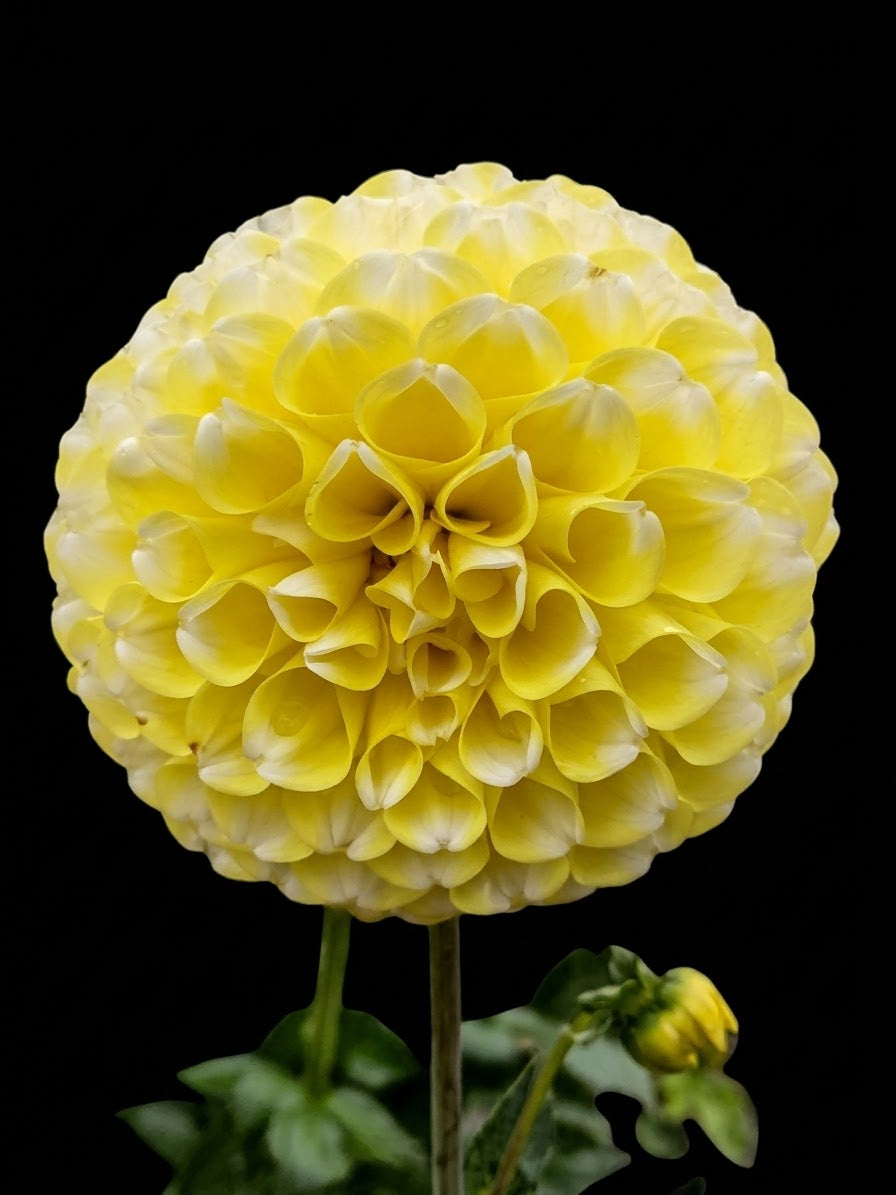 River's Yellow Snow-Tuber