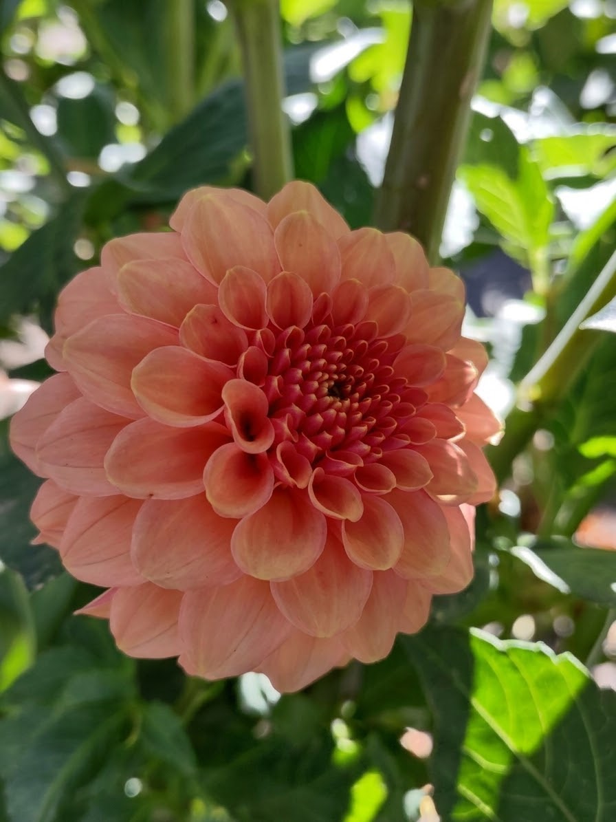 Rose Toscano-Tuber