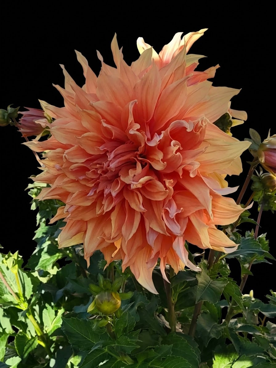 Sherwood Peach-Tuber