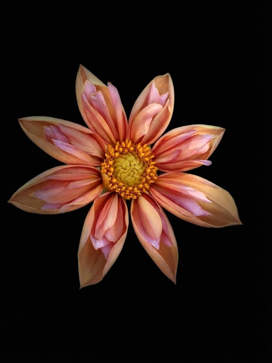 Venus-Tuber