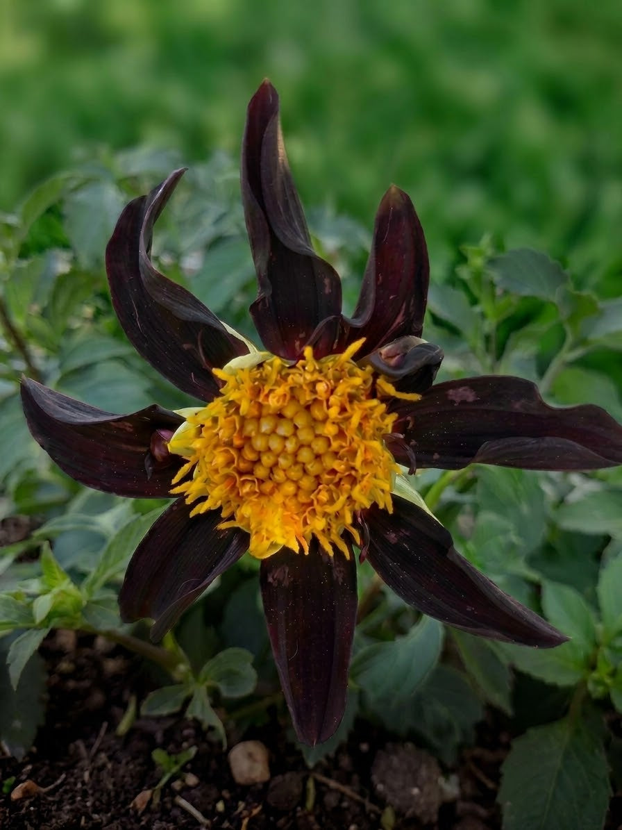 Verronne's Obsidian-Tuber