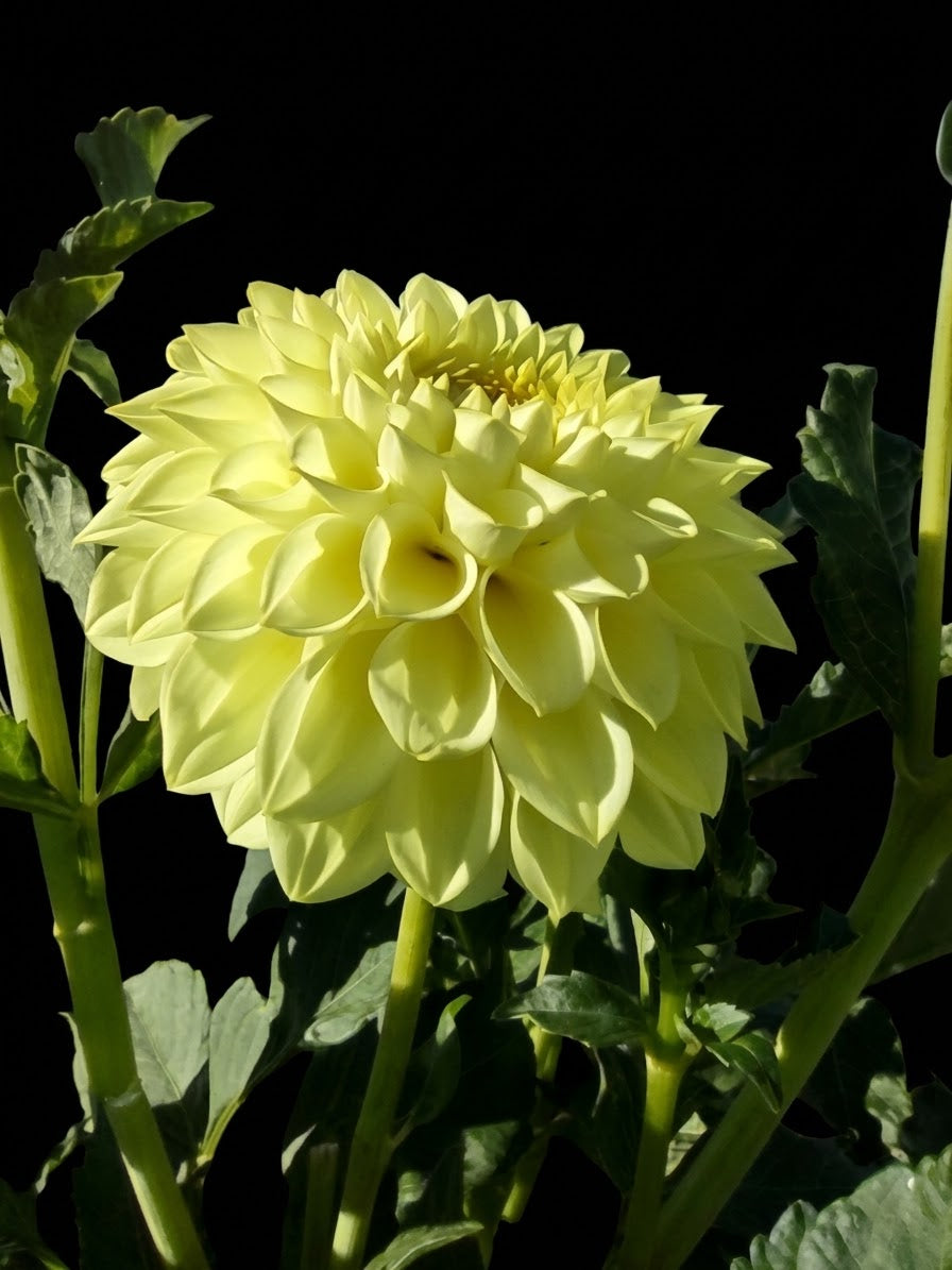 Wilhome Diane-Tuber