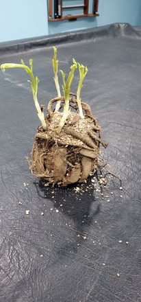(B) Pooh ( Collarette)- 4 Inch Pot Tuber