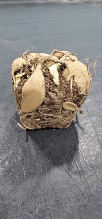 (B) Rivers Angel-4 inch pot tuber